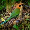 Momot skoricovy - Baryphthengus martii - Rufous Motmot o7429